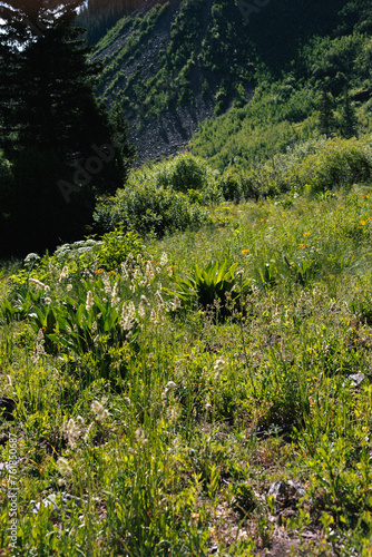 meadow in mountain