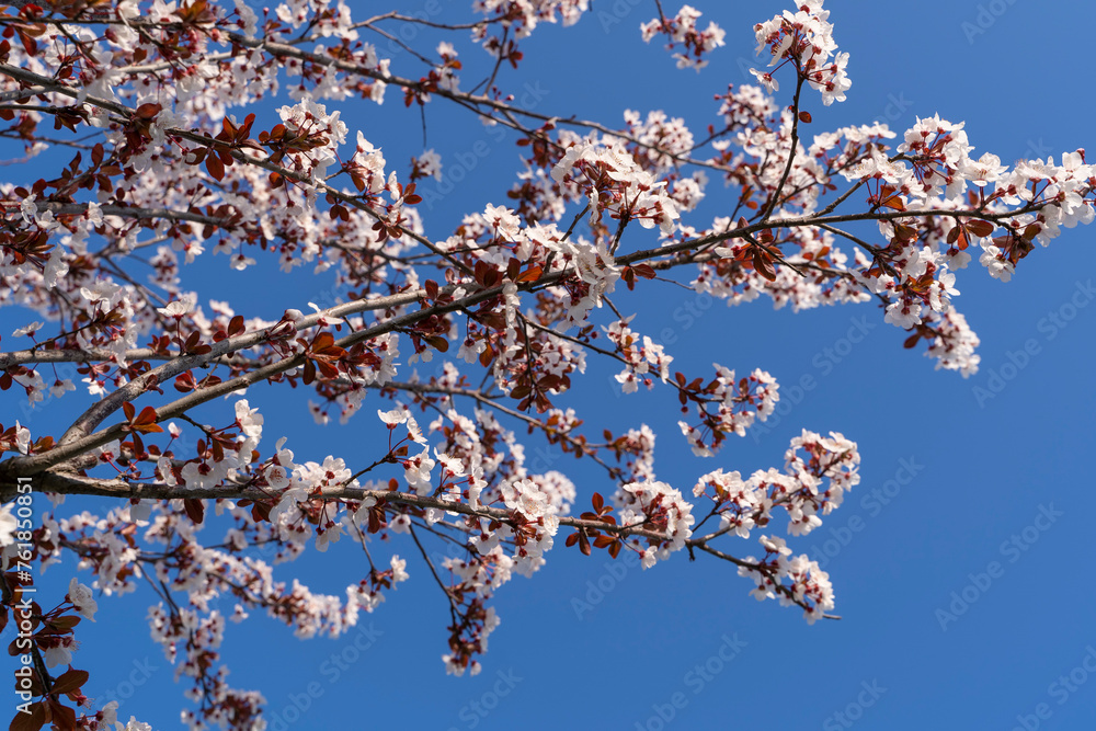 Blooming tree branches in spring.
floral background and patterns Blooming tree branches in spring.
floral background and patterns