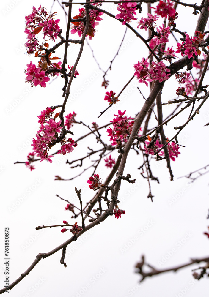 Blooming tree branches in spring.
floral background and patterns