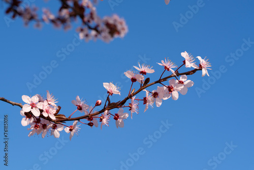 Blooming tree branches in spring. floral background and patterns