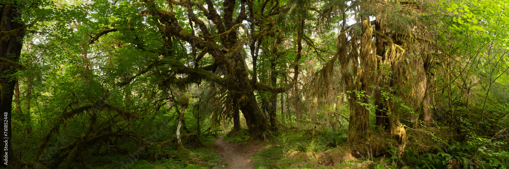 Fototapeta premium Panorama Of Giant Tree Coverd In The Moss Of The Hoh Rainforest