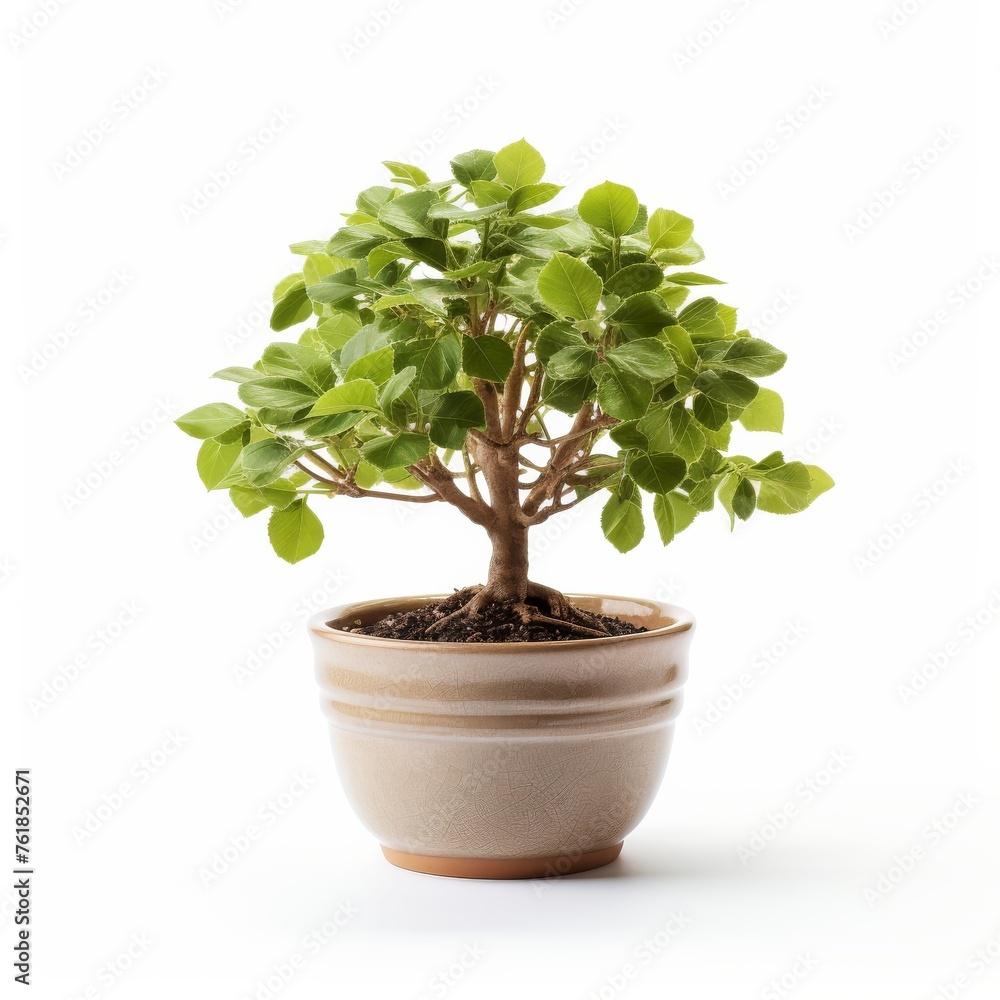 Small Tree in Pot on White Background Small Tree in Pot on White Background