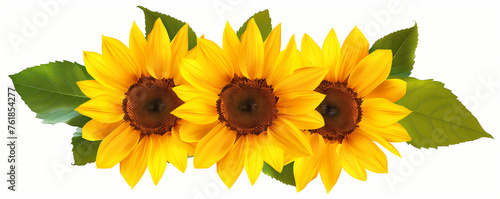 Sunflower isoated on white background