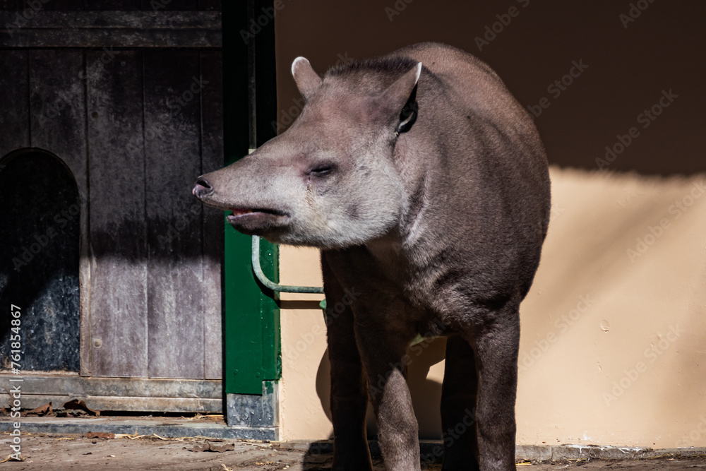 South American tapir (Tapirus terrestris) in Amsterdam Artis Zoo. Amsterdam Artis Zoo is oldest zoo in the country. Amsterdam, the Netherlands. South American tapir (Tapirus terrestris) in Amsterdam Artis Zoo. Amsterdam Artis Zoo is oldest zoo in the country. Amsterdam, the Netherlands.