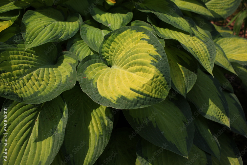 Fototapeta premium leaves background