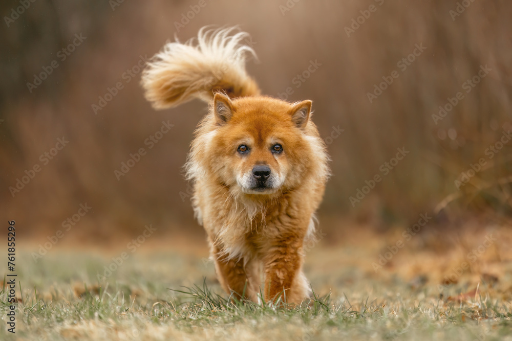 Senior dogs concept: An elderly eurasian dog on a meadow outdoors Senior dogs concept: An elderly eurasian dog on a meadow outdoors