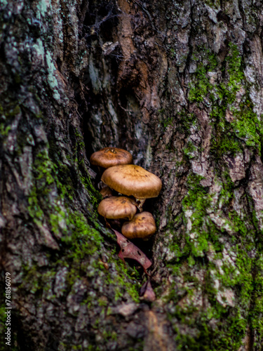 Mushrooms in the forest of Mauricie park
