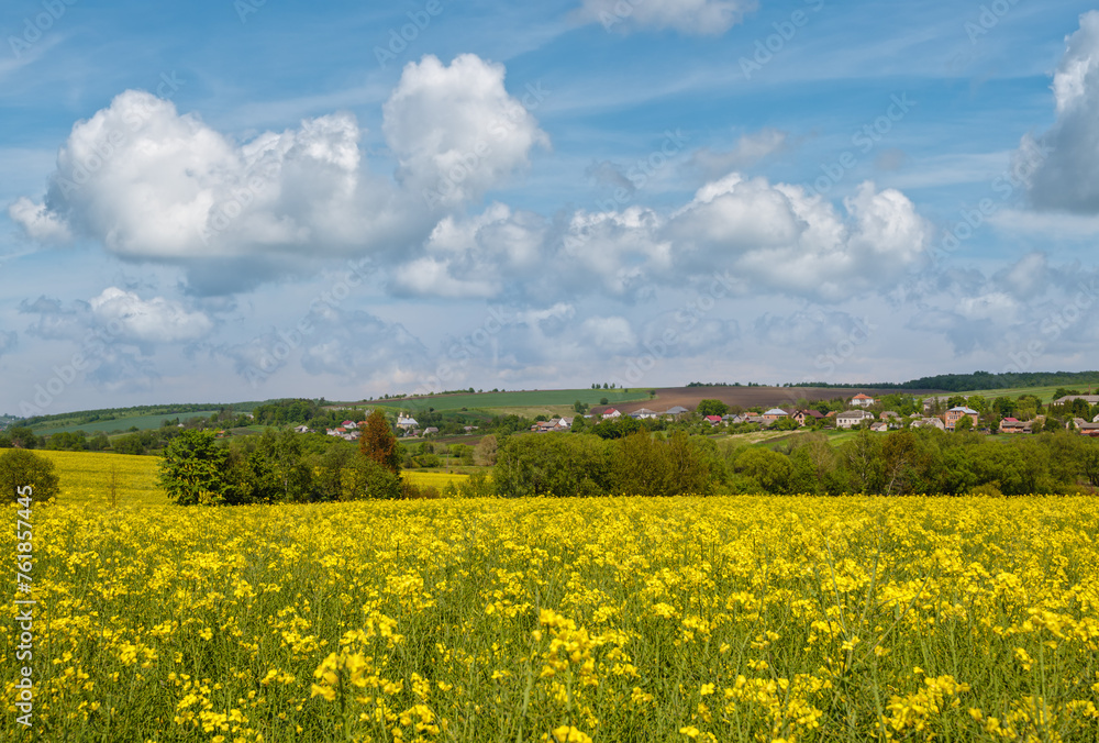 Spring rapeseed yellow blooming fields