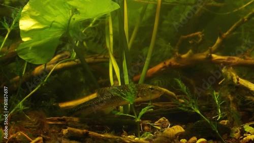 gudgeon in temperate river biotope aquarium, wild caught and domesticated fish, yellow water-lily and spiny naiad, leaf litter and driftwood ecosystem aquadesign, blurred fish figure, low light mood photo