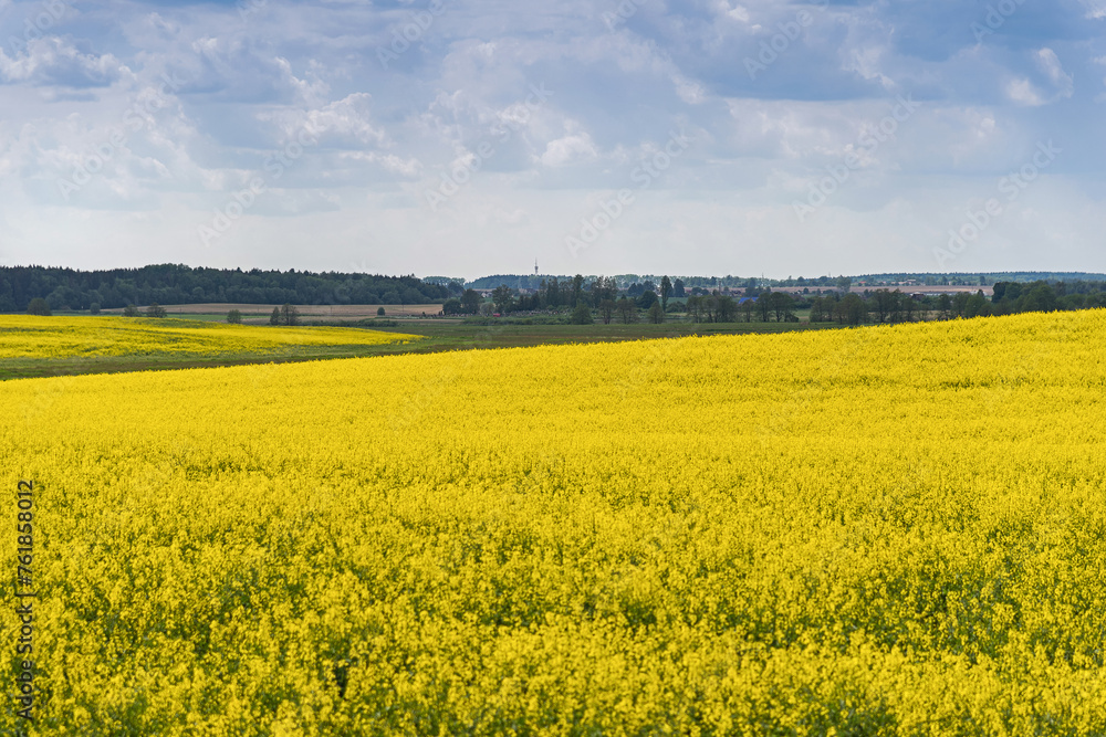 Beautiful natural summer landscape - rapeseed yellow field under blue cloudy sky, distant horizon, wide angle shooting, horizon infinity