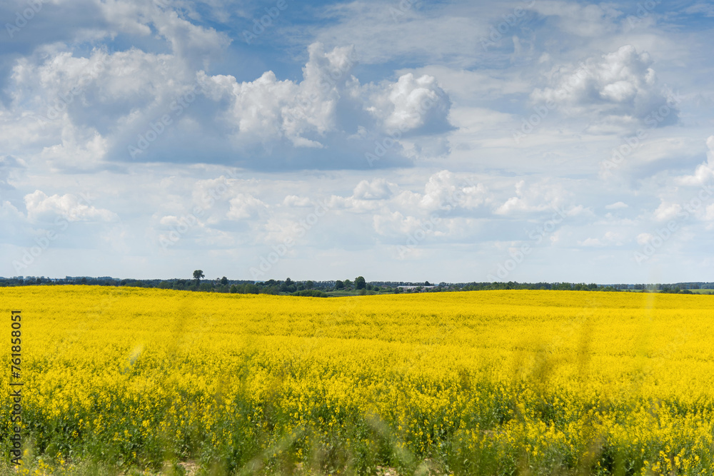 Beautiful natural summer landscape - rapeseed yellow field under blue cloudy sky, distant horizon, wide angle shooting, horizon infinity