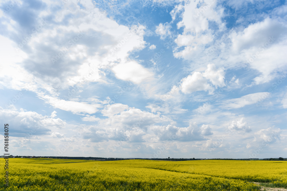Beautiful natural summer landscape - rapeseed yellow field under blue cloudy sky, distant horizon, wide angle shooting, horizon infinity