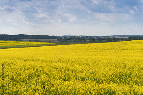 Obraz na płótnie Beautiful natural summer landscape - rapeseed yellow field under blue cloudy sky, distant horizon, wide angle shooting, horizon infinity w salonie