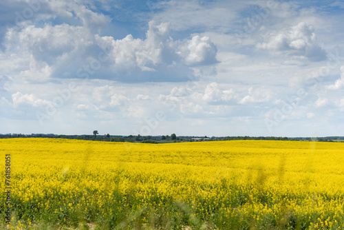 Obraz na płótnie Beautiful natural summer landscape - rapeseed yellow field under blue cloudy sky, distant horizon, wide angle shooting, horizon infinity w salonie