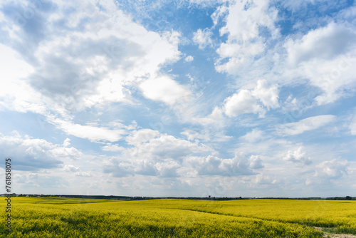 Obraz na płótnie Beautiful natural summer landscape - rapeseed yellow field under blue cloudy sky, distant horizon, wide angle shooting, horizon infinity w salonie