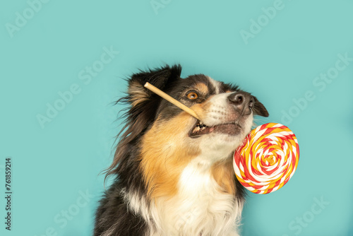 Funny dog: An australian sheppherd dog licks at a colorful lolli in front of blue studio background photo