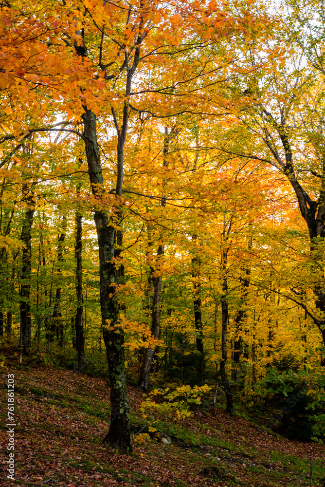Fall season on Mont Sutton in Quebc Canada