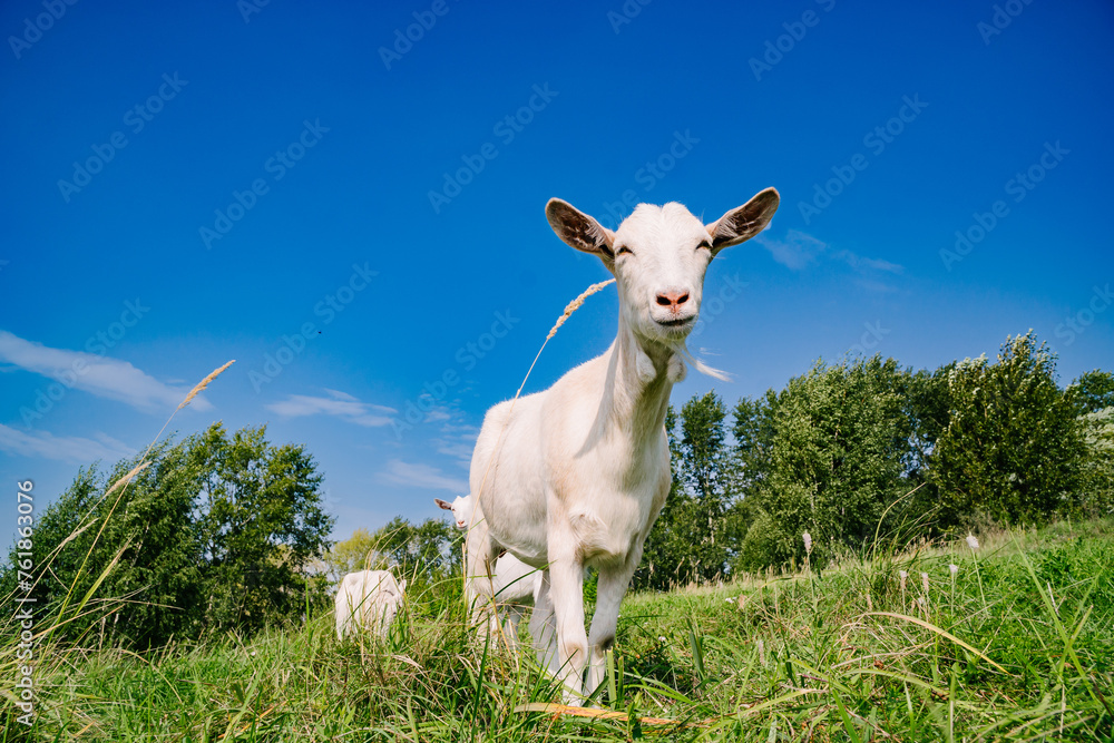 Goat Herd in the Sunny Village with Blue Sky Background Goat Herd in the Sunny Village with Blue Sky Background