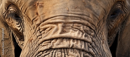A detailed wood carving of an elephants face, showcasing the intricate pattern of wrinkles on its trunk. The terrestrial animal is captured in art as a beautiful artifact