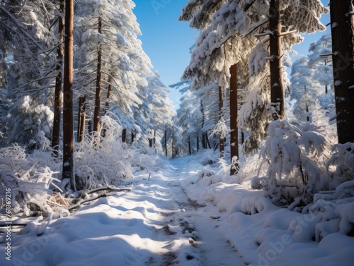Freezing natural landscape with snowcovered trees and a path, under a snowy sky