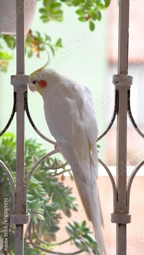 Cute little white cockatoo with yellow face and orange spot on window grill near green plants