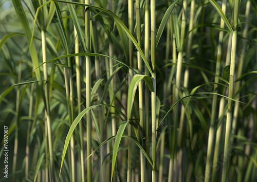 a wall of bamboo with the word bamboo on it