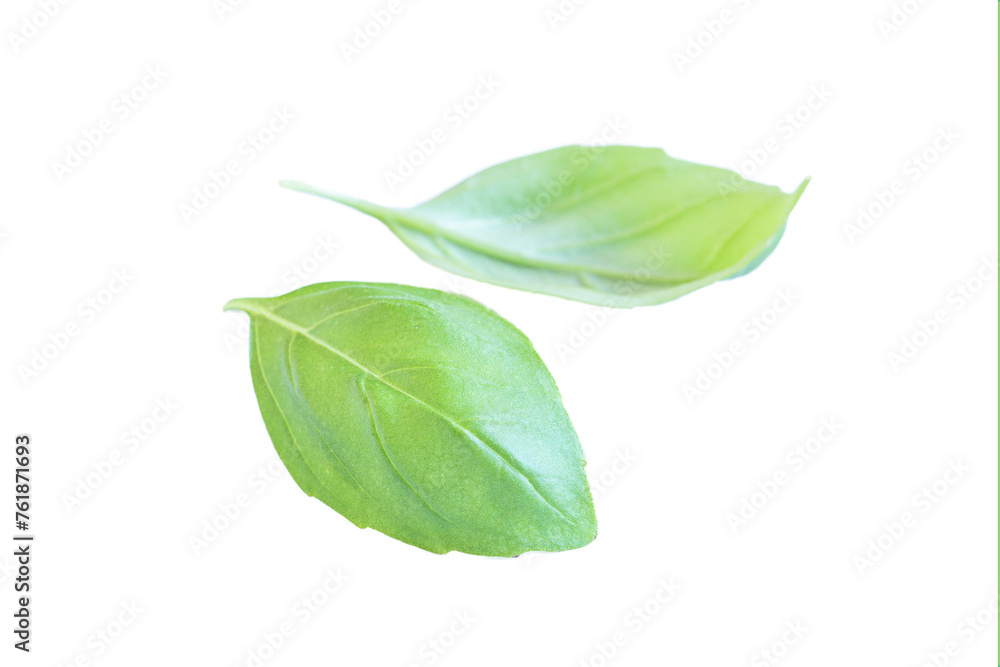 Obraz premium Two fresh basil leaves, isolated on white background