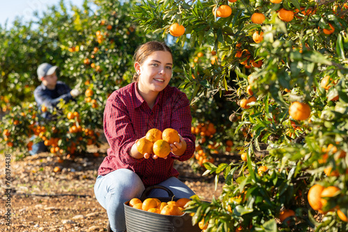 Skilled female gardener gathering crop of ripe tangerines fruits in orchard. Harvest time