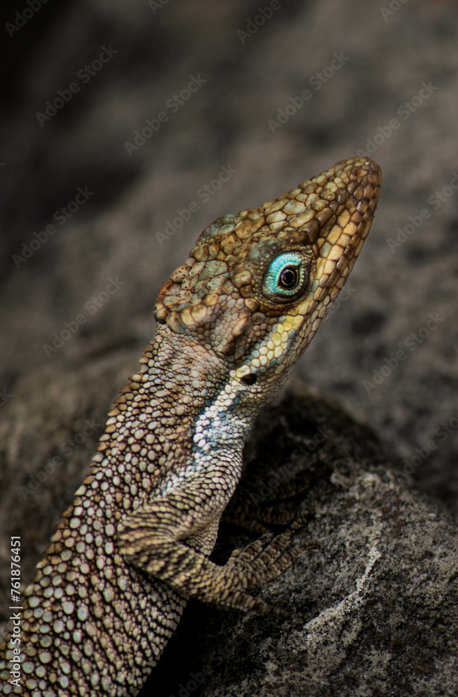 Obraz premium Primer plano de un camaleon andino. Anolis heterodermus