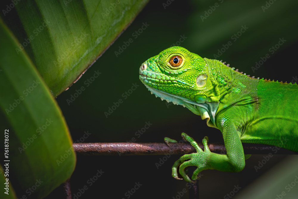 small green iguana near bananna tree leaves small green iguana near bananna tree leaves