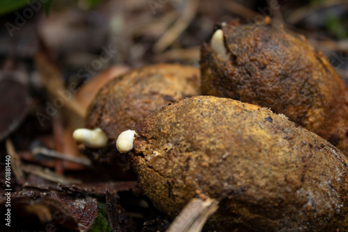 Castanha-de-galinha