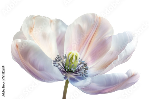 elegant white and purple tulip bloom isolated on transparent background