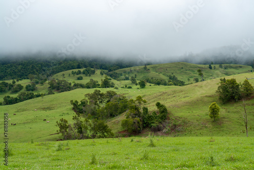 Misty rural scenery in South East Queensland, Australia: Rolling hills shrouded in ethereal mist, dotted with grazing cattle, evoking a tranquil and idyllic pastoral landscape
