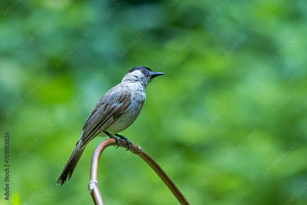 The Sooty-headed Bulbul on a branch The Sooty-headed Bulbul on a branch