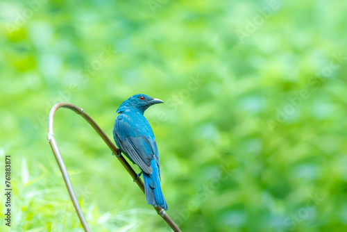 The Asian Fairy bluebird in nature