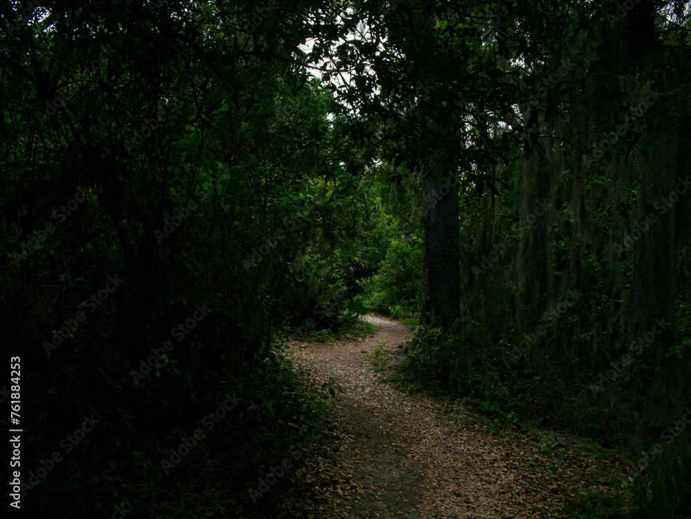 Fototapeta premium Leading line s curve view down a light brown dirt nature trail path layered in leaves with trees left and right making a canopy over the trail. Dark green trees with Sunshine and shade on a sunny day.