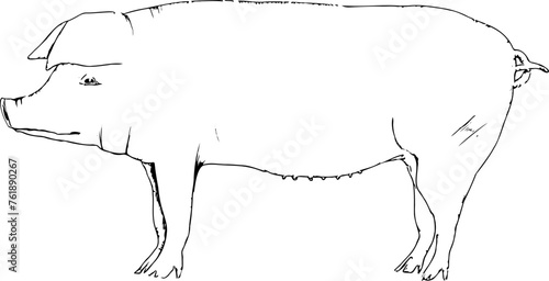 シンプルな線画の豚のイラスト