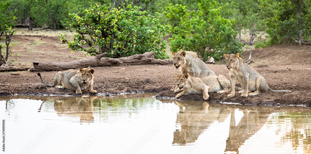 Lions drinking at a waterhole on safari in Botswana Lions drinking at a waterhole on safari in Botswana