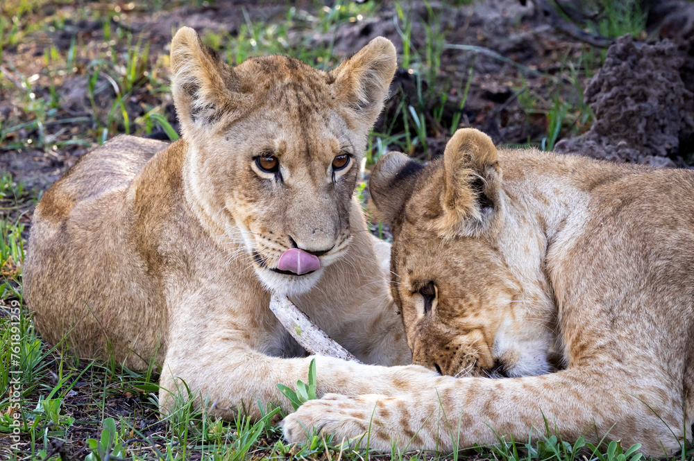 Two lion cubs playing with a bone in Botswana Two lion cubs playing with a bone in Botswana