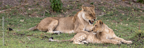 Two lions sitting on the grass in Botswana