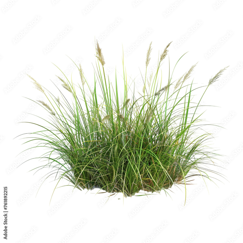 Obraz premium 3d rendering of sedge grass on transparent background