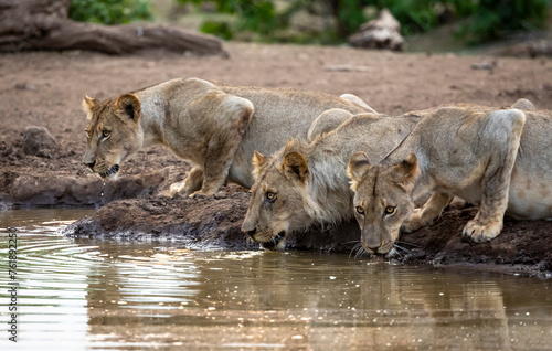 фотографія Lions drinking at a waterhole on safari in Botswana