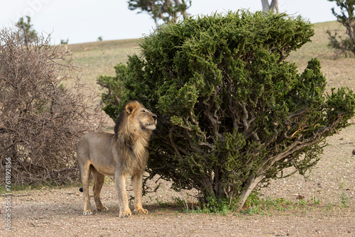 Canvas Print Lion marking its territory in Botswana