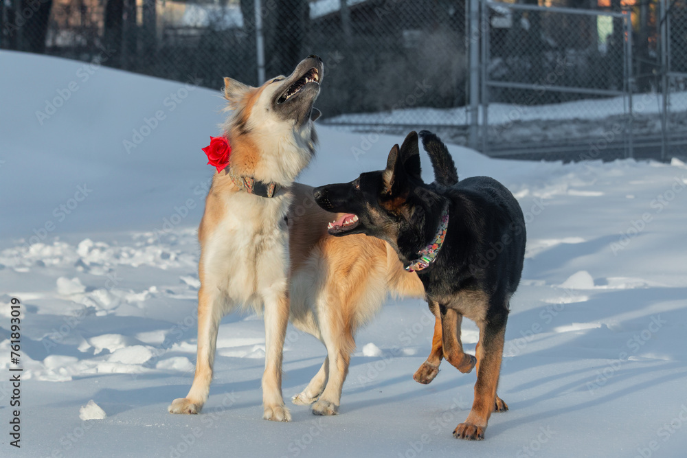 Two dogs are playing in the snow in winter. Two dogs are having fun.