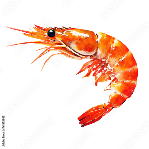 shrimp illust 海老のイラスト photo