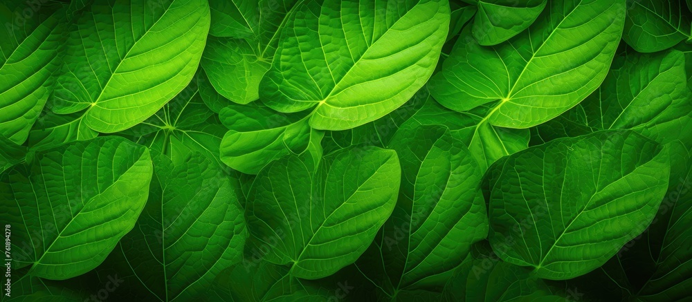Bright green leaf covering - obrazy, fototapety, plakaty 