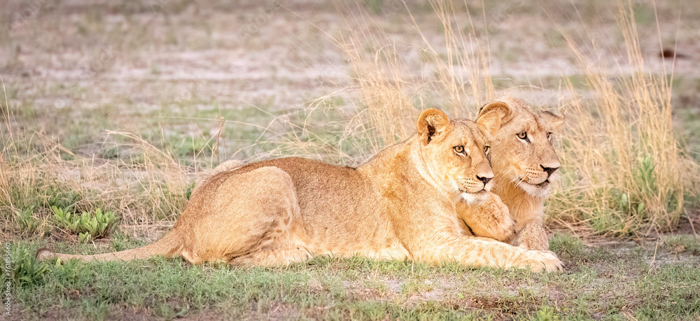 Fototapeta premium Adult lions waiting for cubs to return in the evening light in Botswana