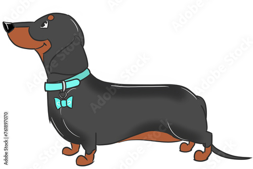 This is an illustration of a short-haired dachshund facing sideways  black-tan .