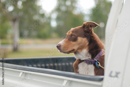 dog waiting on the back of a Utility Vehicle (Ute), Australia