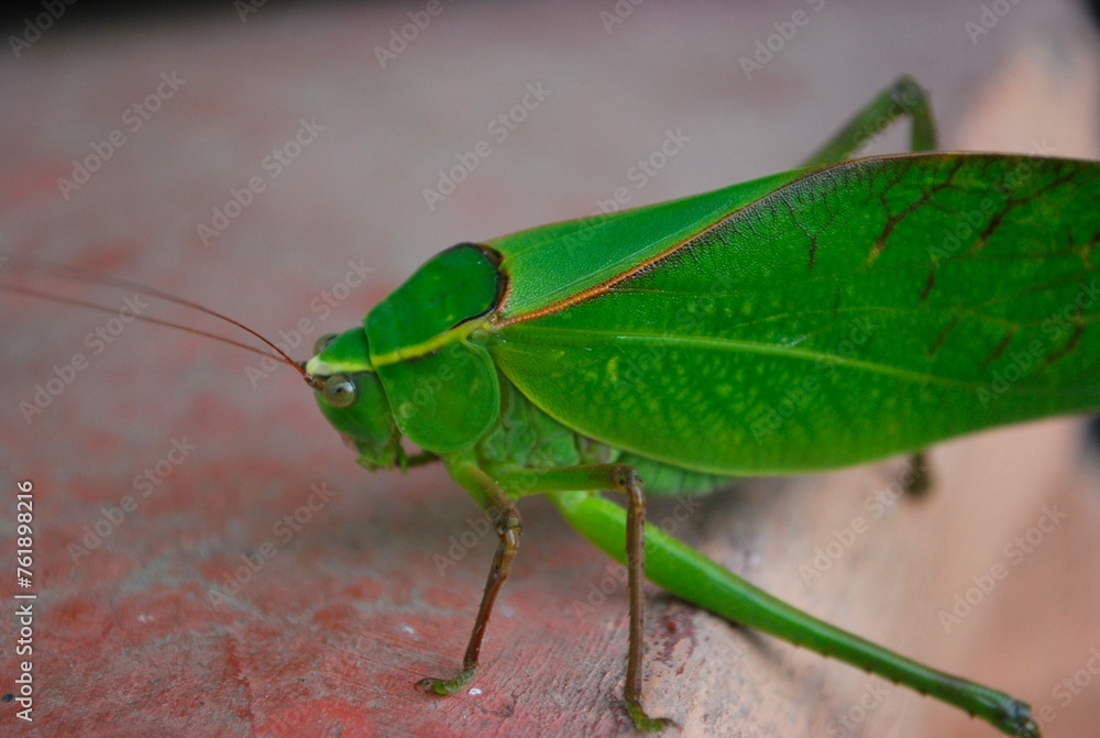 Insectos,visitantes casi invisibles pero necesarios para la vida.